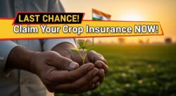 किसानों के लिए अलर्ट फसल बीमा में लेट क्लेम करने वालों को नहीं मिलेगा लाभ